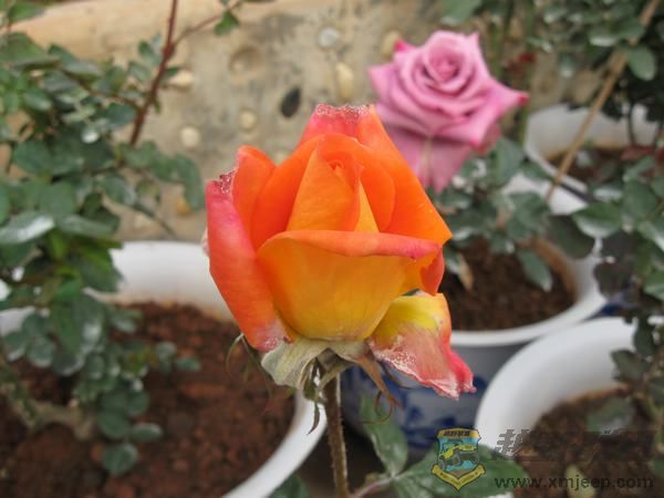 IMG_6851.jpg