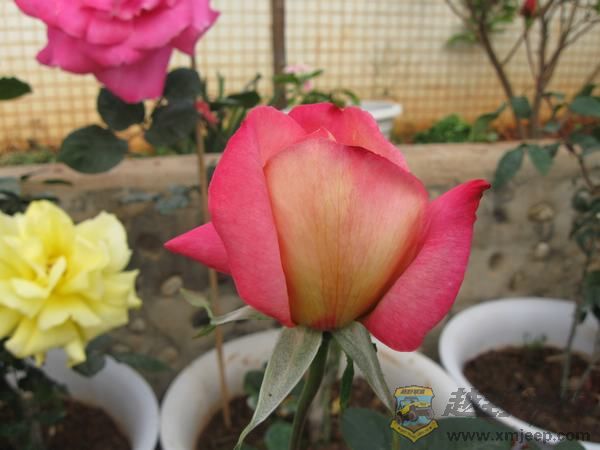 IMG_6852.jpg