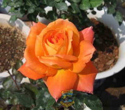 IMG_6869.jpg