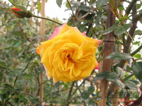 IMG_6903.jpg