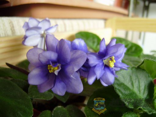 P2110003_resize.JPG