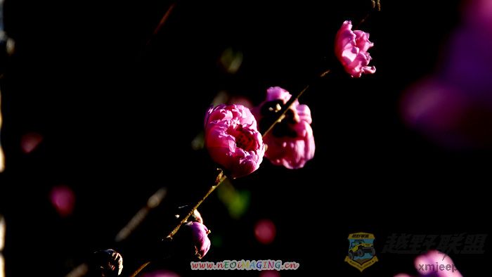 Ƭ 09300.jpg
