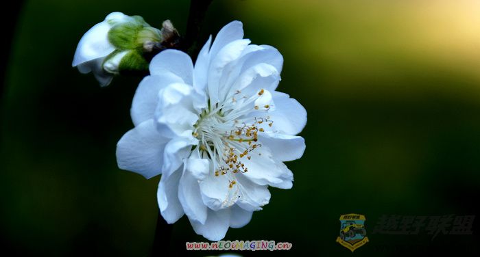 Ƭ 09200.jpg