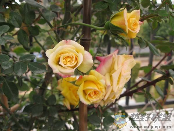IMG_6945.jpg