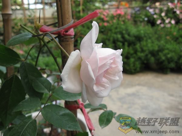 IMG_6964.jpg