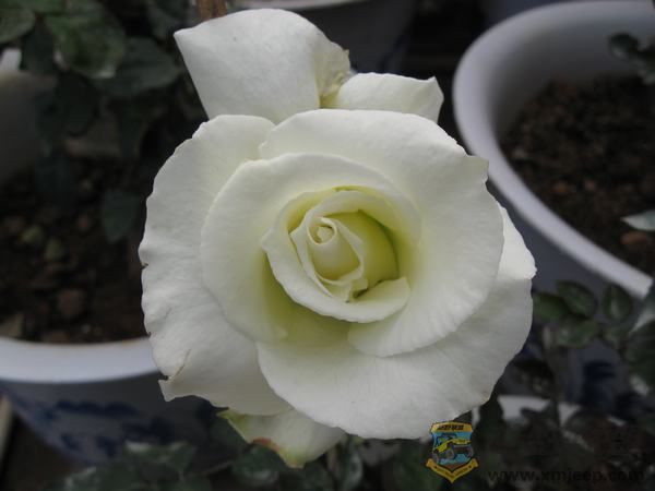 IMG_6966.jpg
