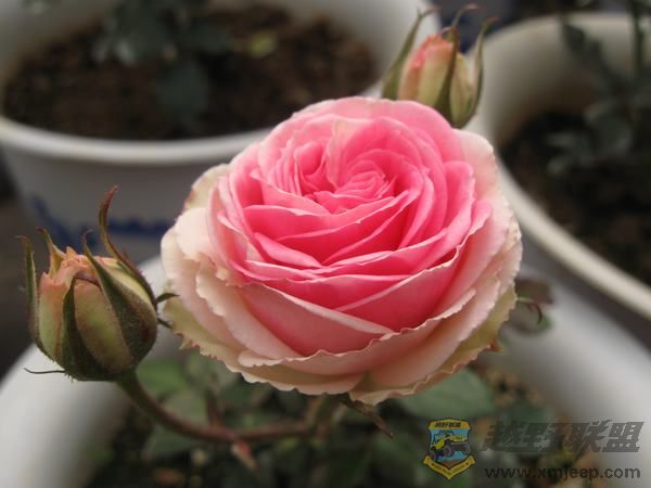 IMG_6975.jpg