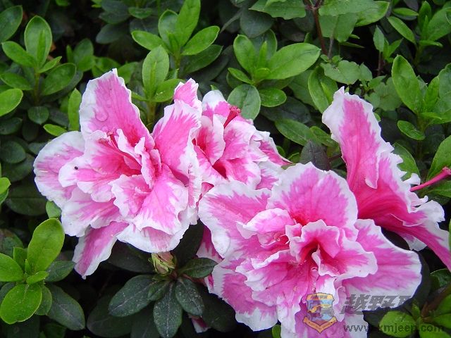 DSC00312.JPG