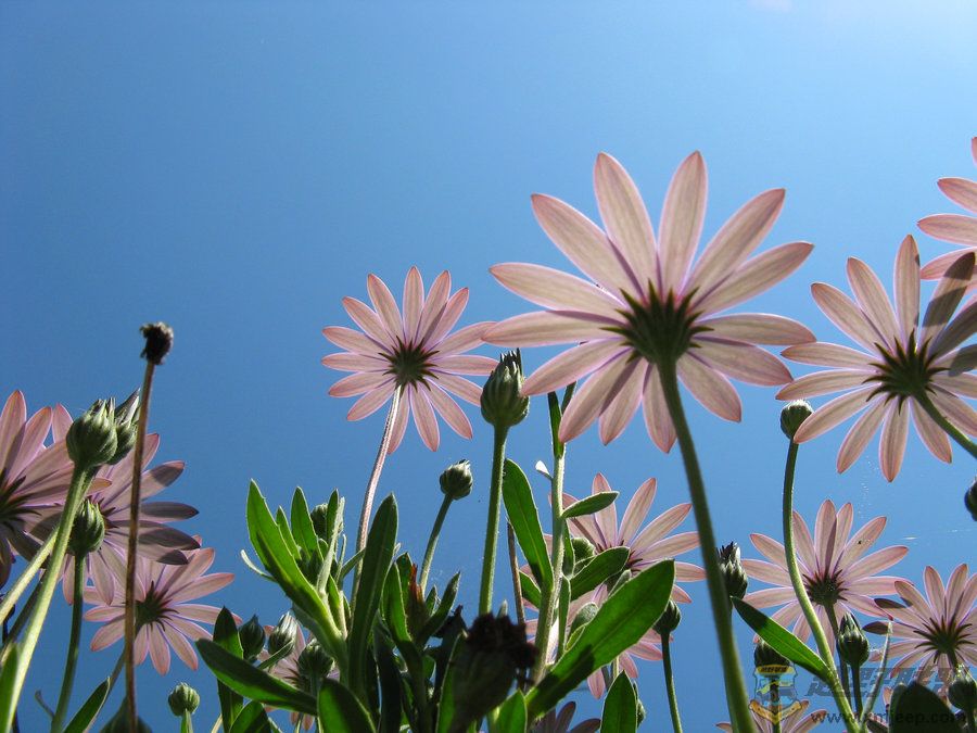 __Summer_Feelings___by_rjdp1.jpg