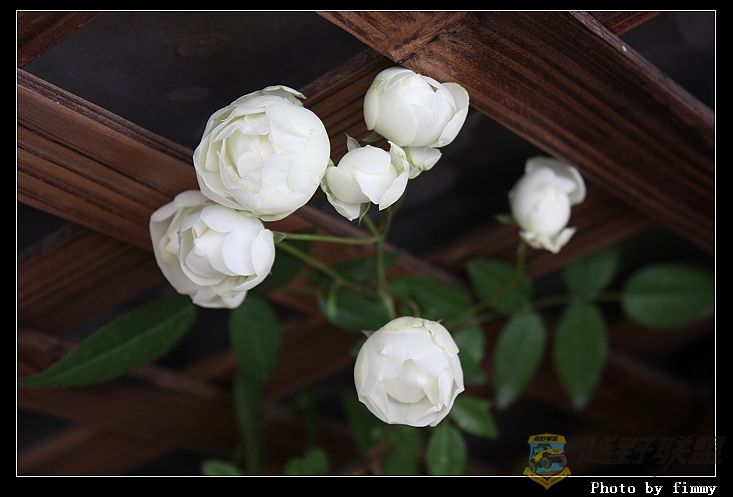 IMG_2618a.jpg