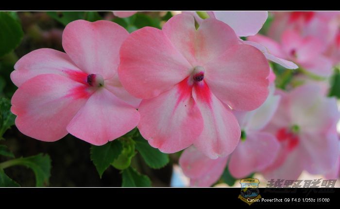 Ƭ 011.jpg