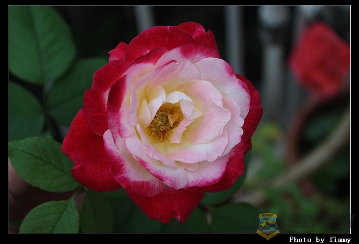 IMG_3539a.jpg
