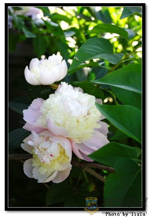 flower018.jpg