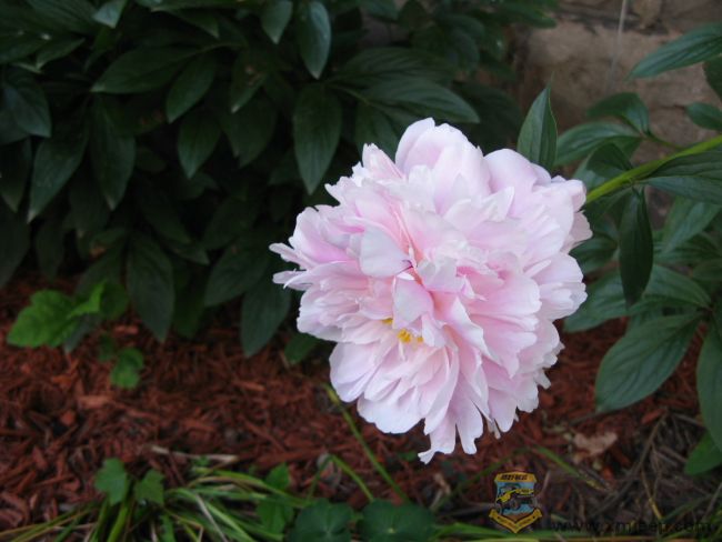 flaura0007.jpg