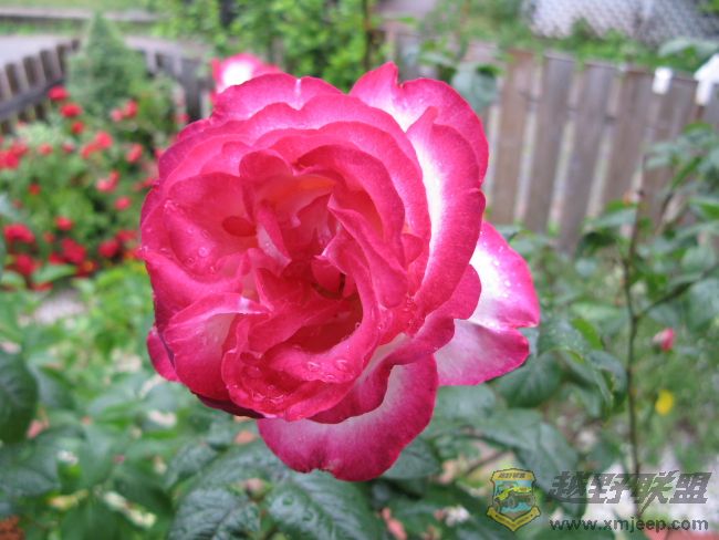 rose_0001.jpg