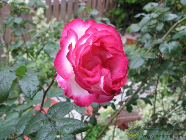 rose_0003.jpg