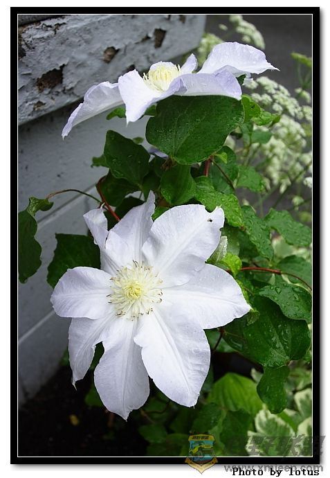 flower034.jpg
