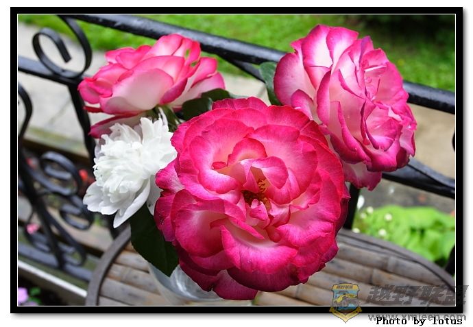 flower037.jpg