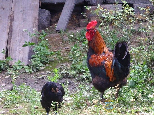 img125.jpg
