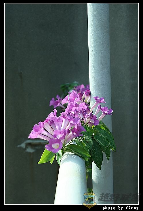 IMG_6569a.jpg