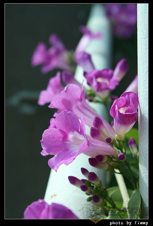 IMG_6594a.jpg