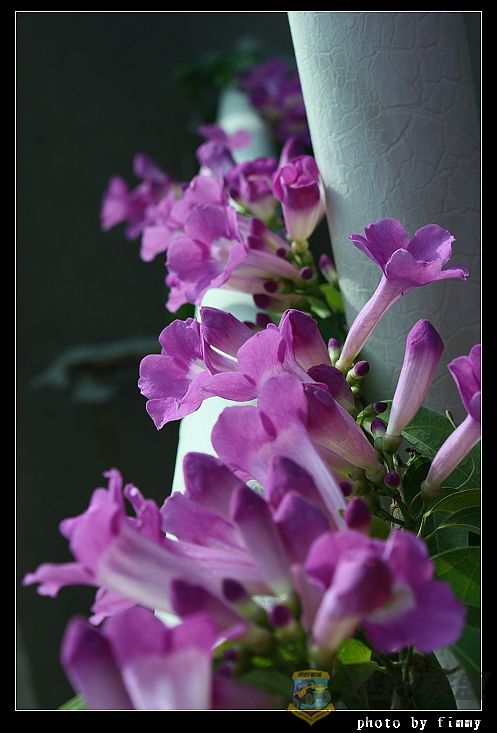 IMG_6596a.jpg