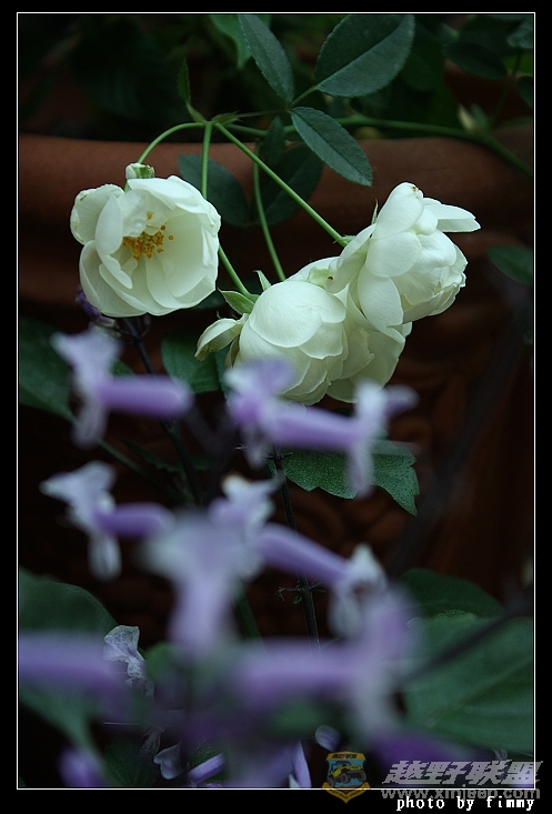 IMG_6832a.jpg