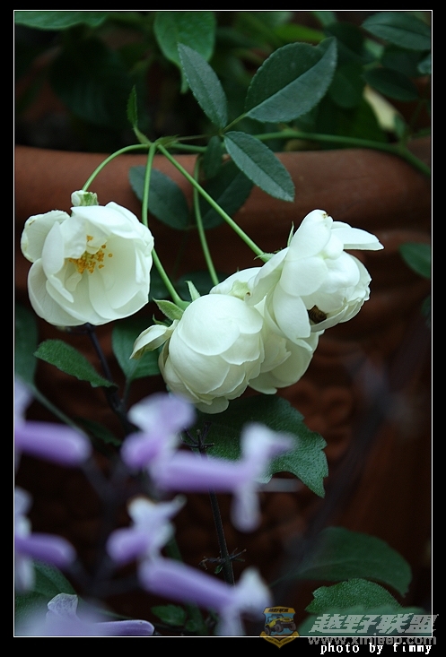 IMG_6833a.jpg