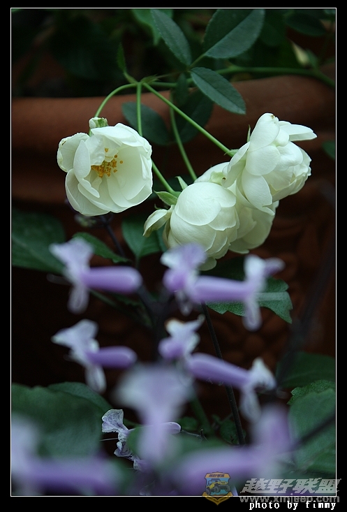 IMG_6834a.jpg