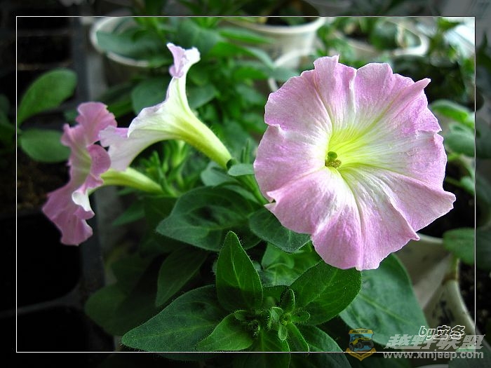 nEO_IMG_IMG_0170.jpg