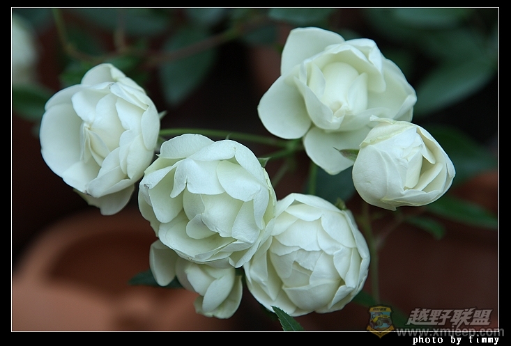 IMG_7099a.jpg