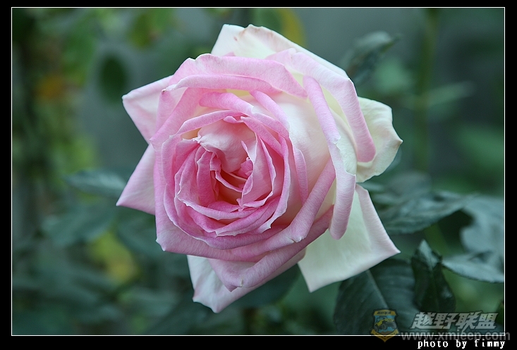 IMG_7115a.jpg