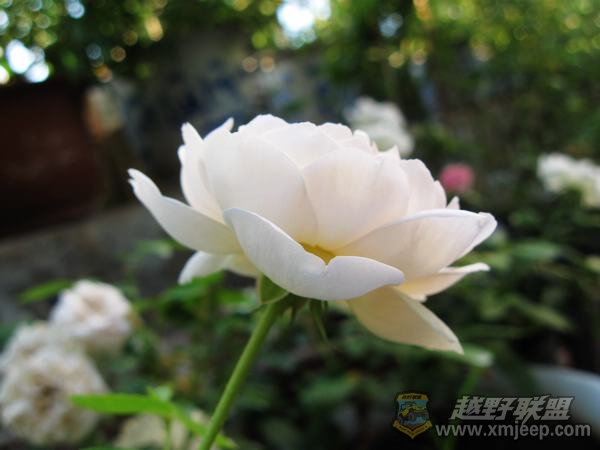 IMG_9091.JPG