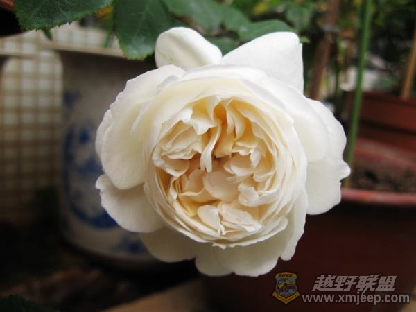 IMG_9687.JPG