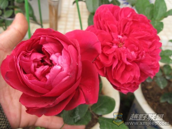 IMG_9655.JPG