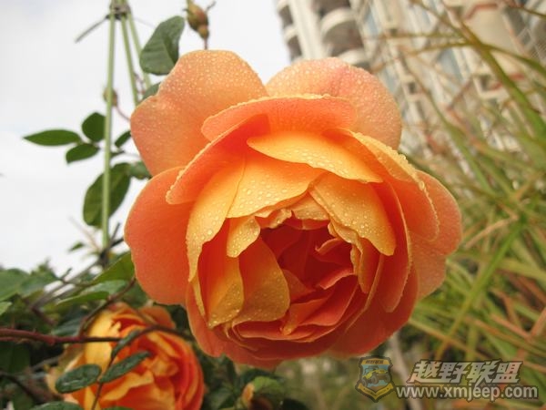 IMG_9754.JPG
