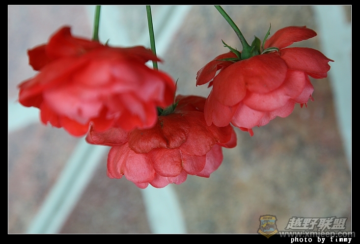 IMG_7219.JPG