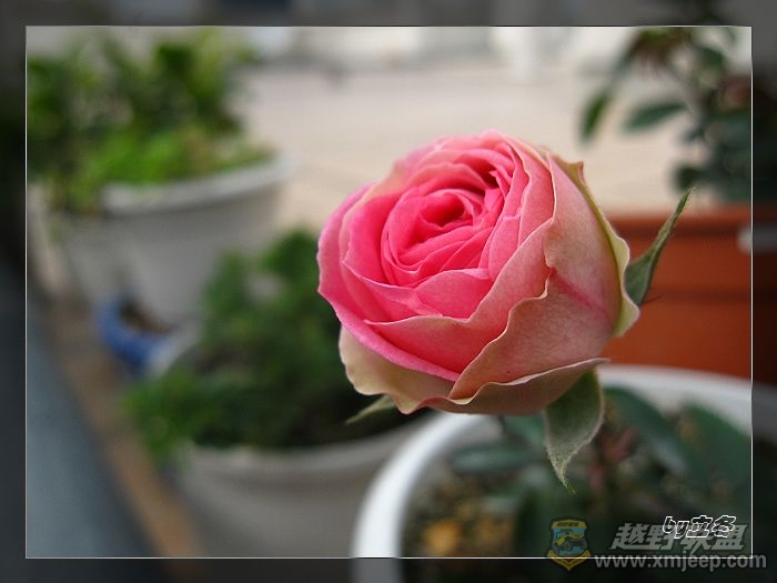 nEO_IMG_IMG_0377.jpg