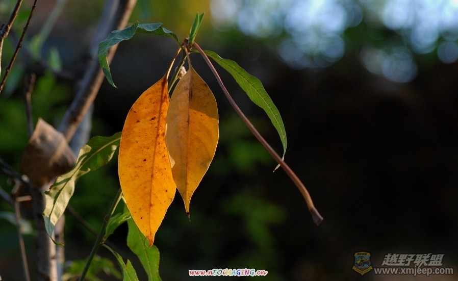 DSC_471105.jpg