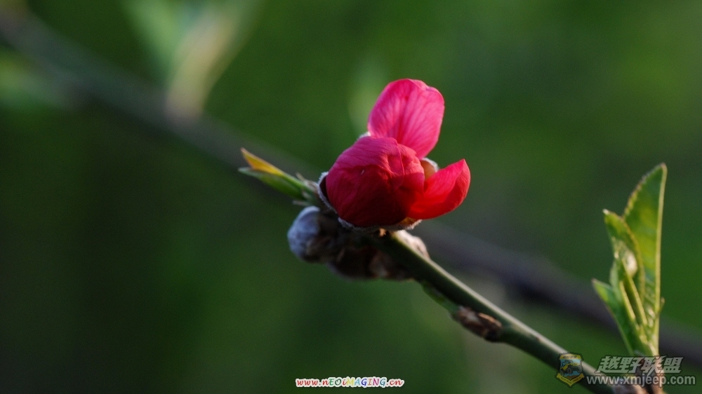 DSC_470705.jpg