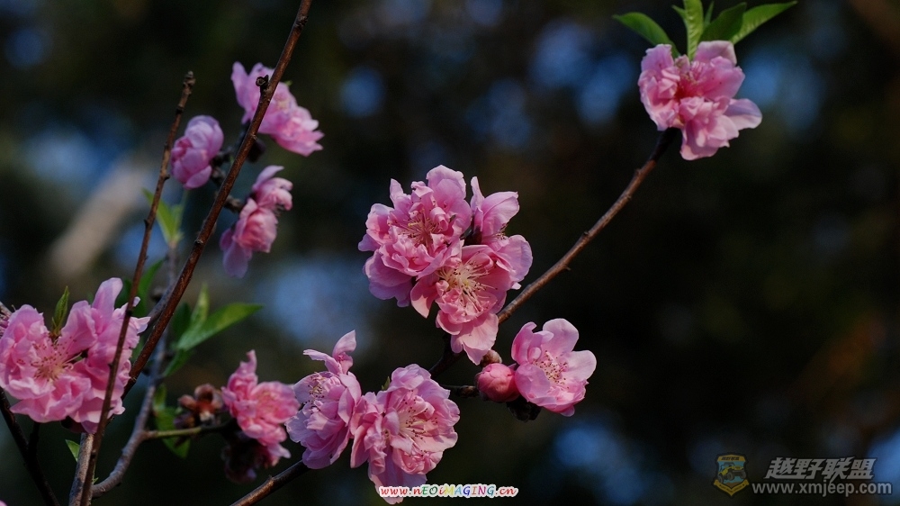 DSC_470505.jpg