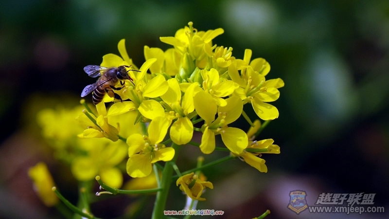 DSC_4736055.jpg
