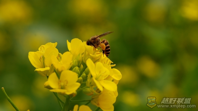 DSC_4731055.jpg