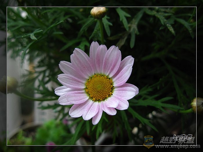 nEO_IMG_IMG_0721.jpg