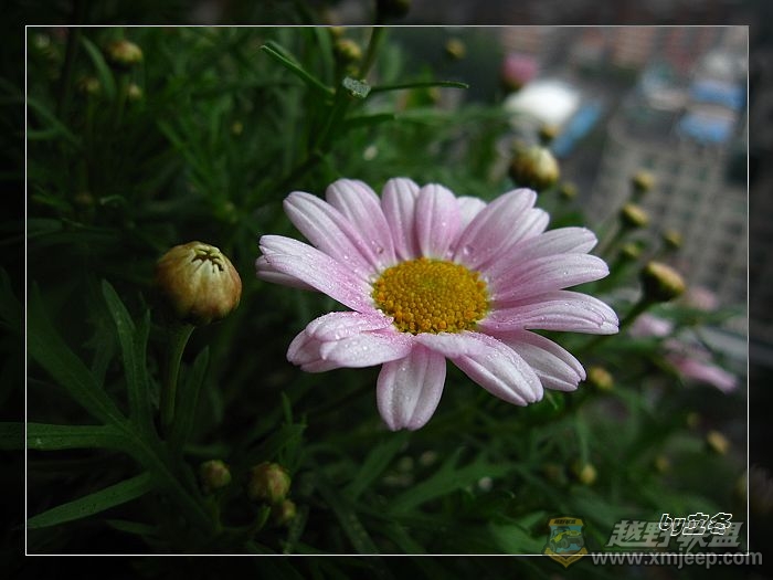 nEO_IMG_IMG_0729.jpg