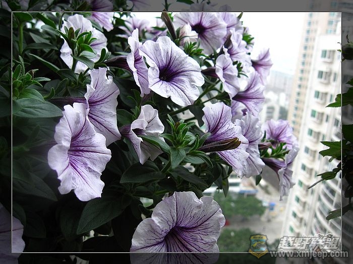 nEO_IMG_IMG_0682.jpg