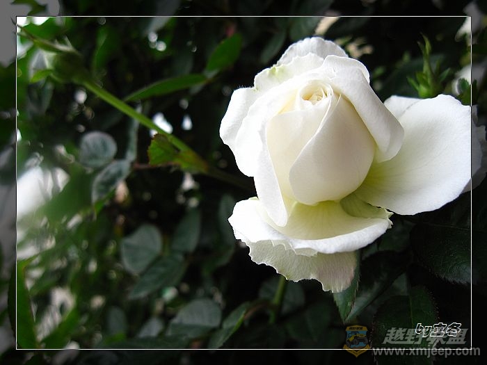 nEO_IMG_IMG_0683.jpg