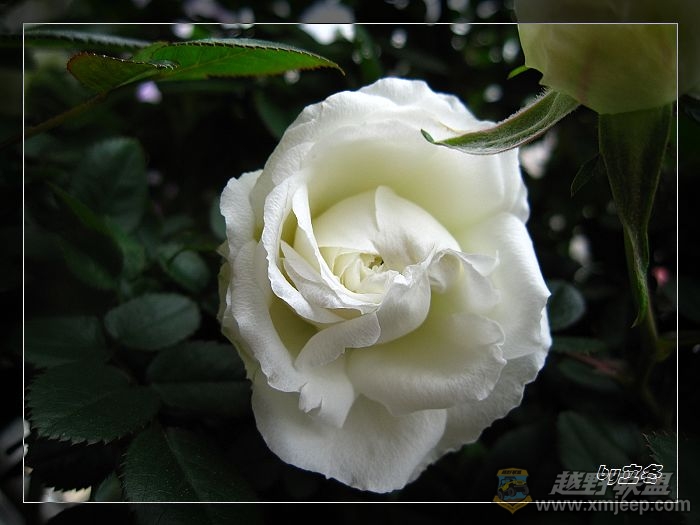 nEO_IMG_IMG_0685.jpg