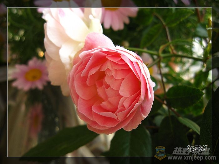 nEO_IMG_IMG_0931.jpg
