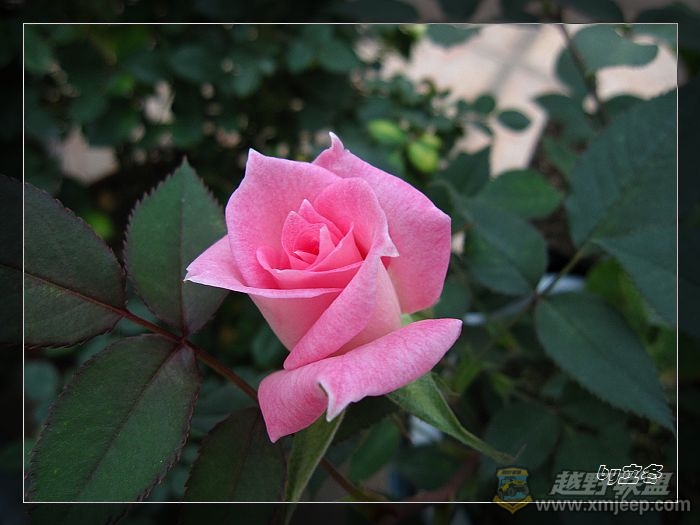 nEO_IMG_IMG_0912.jpg